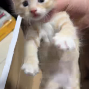 自己猫咪下的崽崽 爱猫人士免费领养